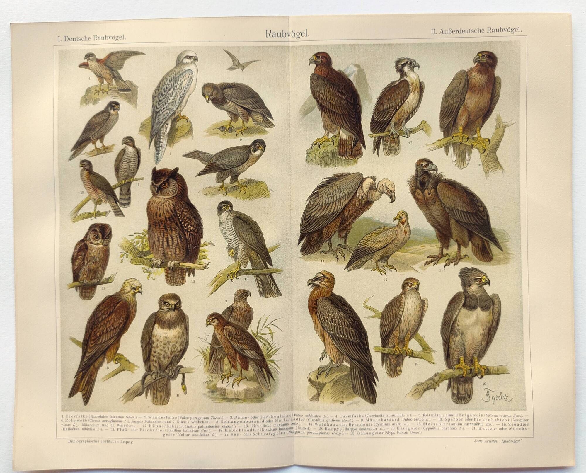 Ornithology plate from 1909 - Birds of prey - Old German zoological engraving