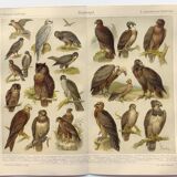 Planche ornithologie de 1909 - Oiseaux de proie - Gravure zoologique allemande ancienne