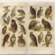 Ornithology plate from 1909 - Birds of prey - Old German zoological engraving