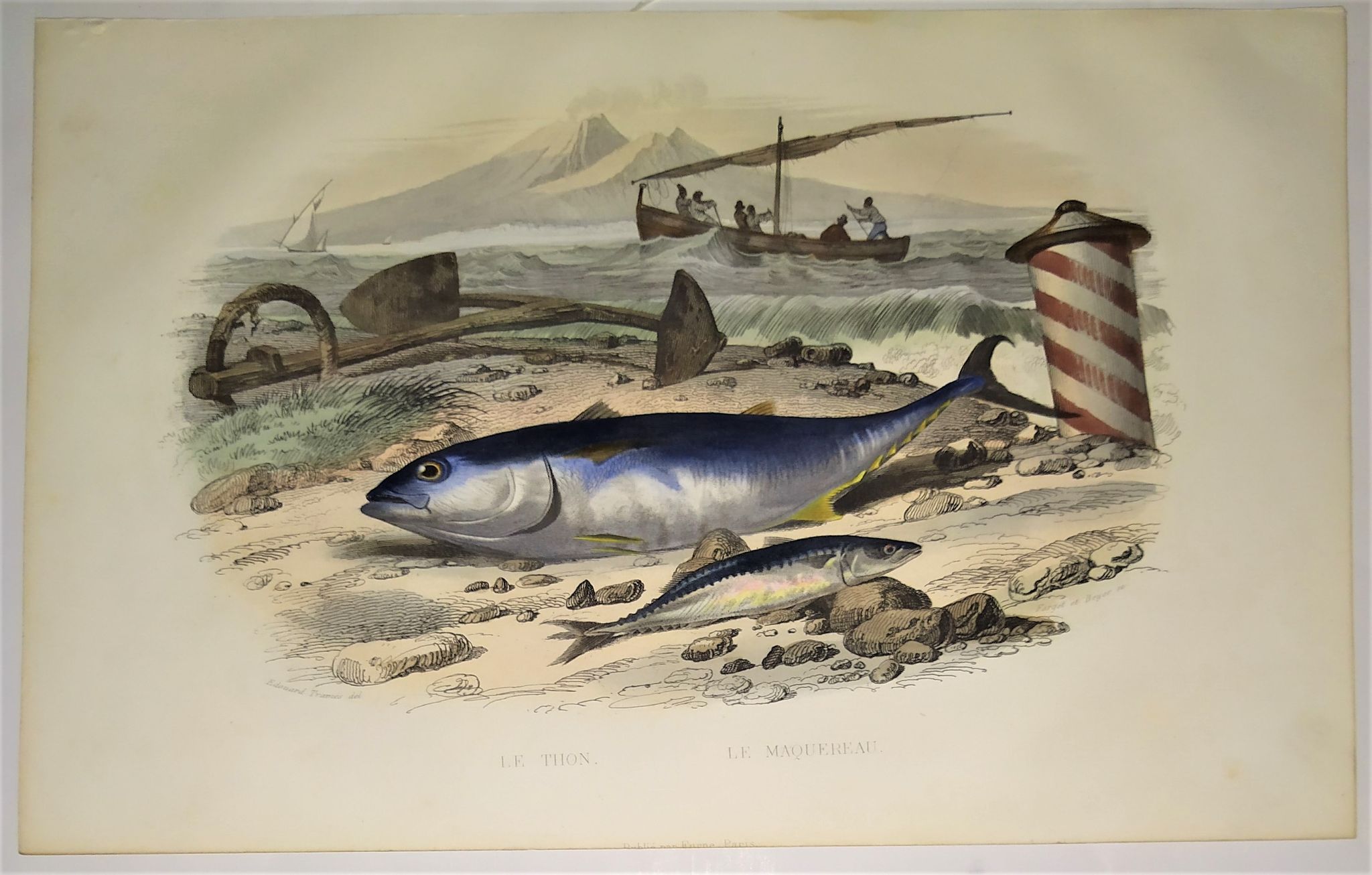 Original zoological plate of 1839 "tuna & mackerel"