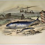 Original zoological plate of 1839 "tuna & mackerel"