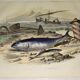 Original zoological plate of 1839 "tuna & mackerel"