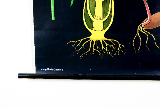 Vintage school chart rye botanical poster by Jung Koch Quentell for Hagemann 1960s