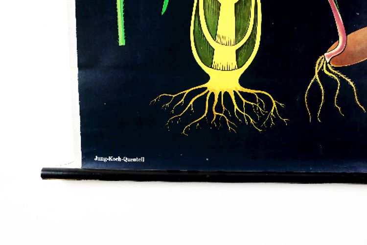 Affiche botanique de seigle par Jung Koch Quentell pour Hagemann 1960s