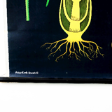 Vintage school chart rye botanical poster by Jung Koch Quentell for Hagemann 1960s