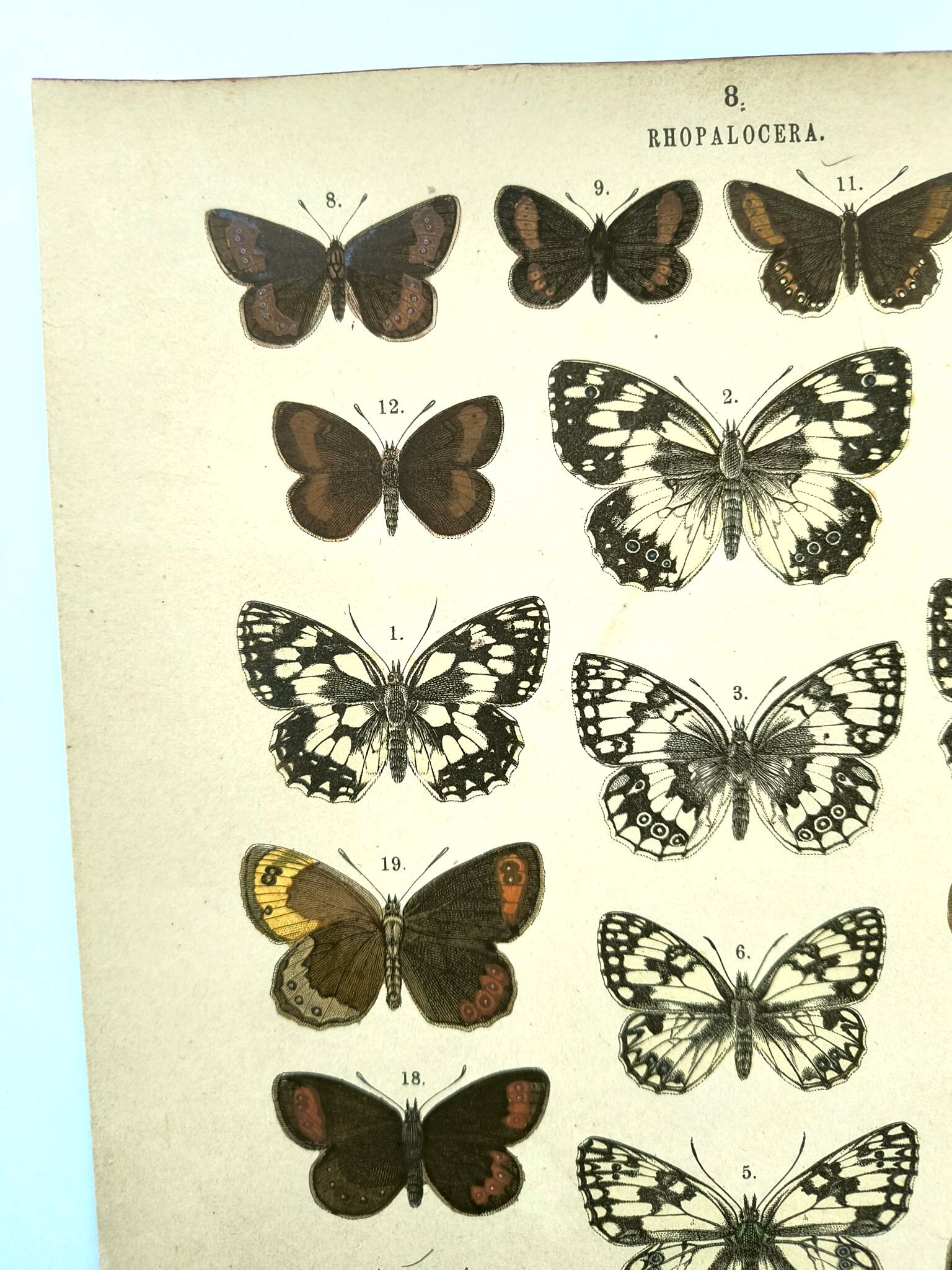 Antique print of Butterflies - Lithograph from 1887 - Galatha