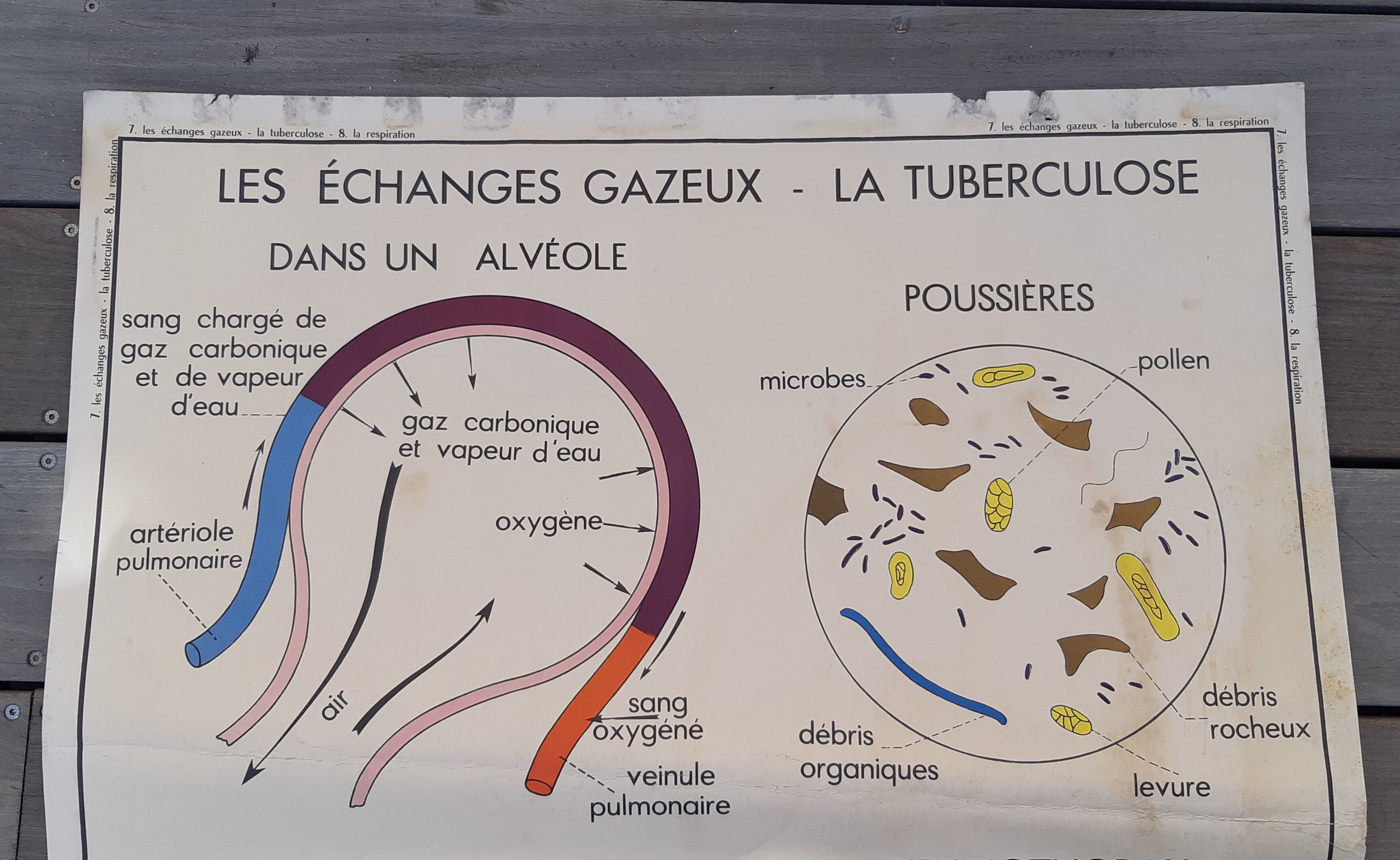 Rossignol educational poster