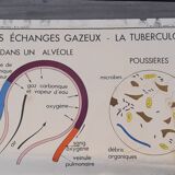 Rossignol educational poster