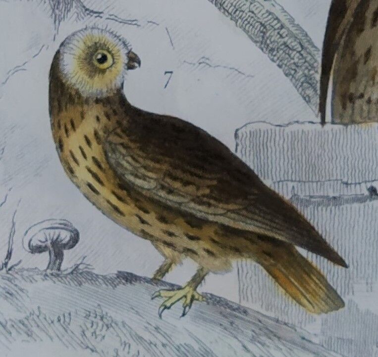 Original Ornithological plate " Ecorcheur - Grand Duke - &c... " Buffon (1836)