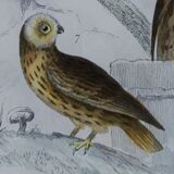 Original Ornithological plate " Ecorcheur - Grand Duke - &c... " Buffon (1836)