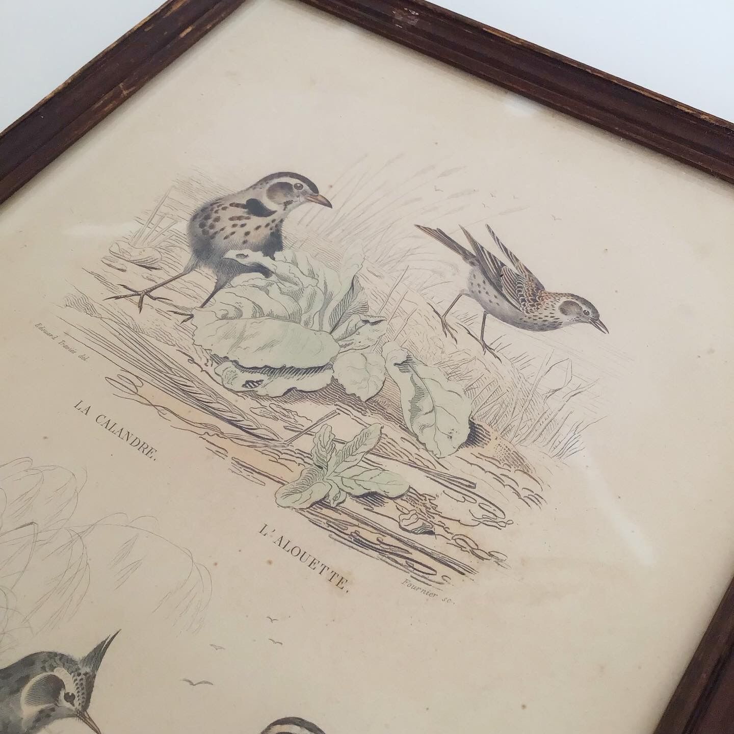 Vintage bird lithograph frame