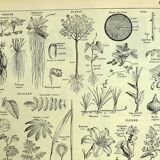 Botanical plate 1928 A. Millot - Useful plant, botany, flora, leaf