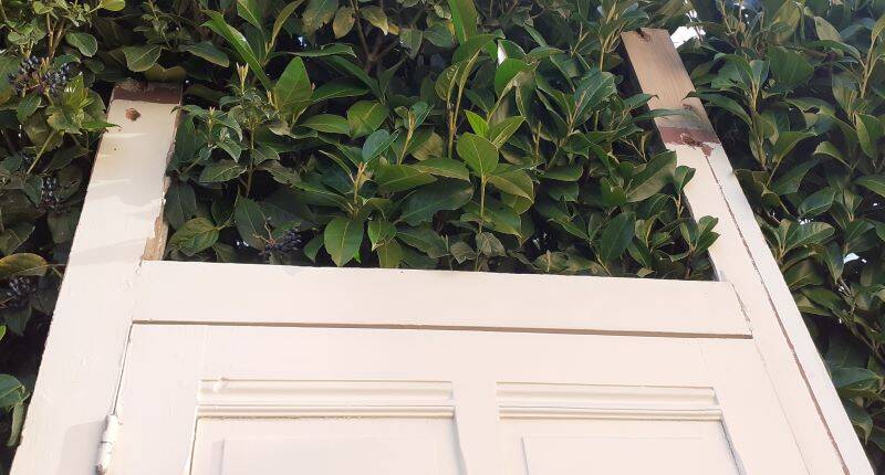 81.2x212 door and old molded paneled communication frame