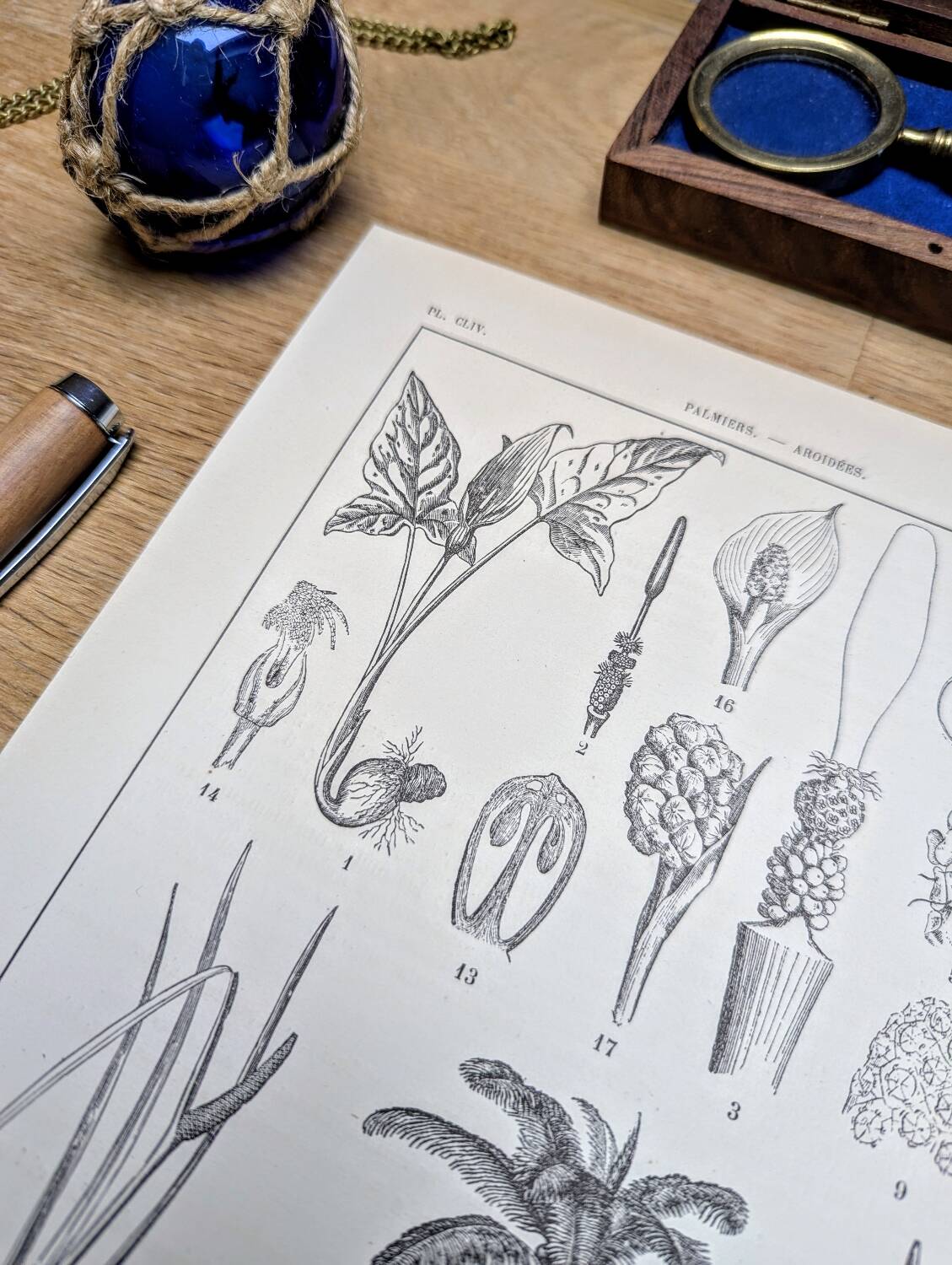 Printed in 1889, Palms and Aroideae. Old botanical plate.