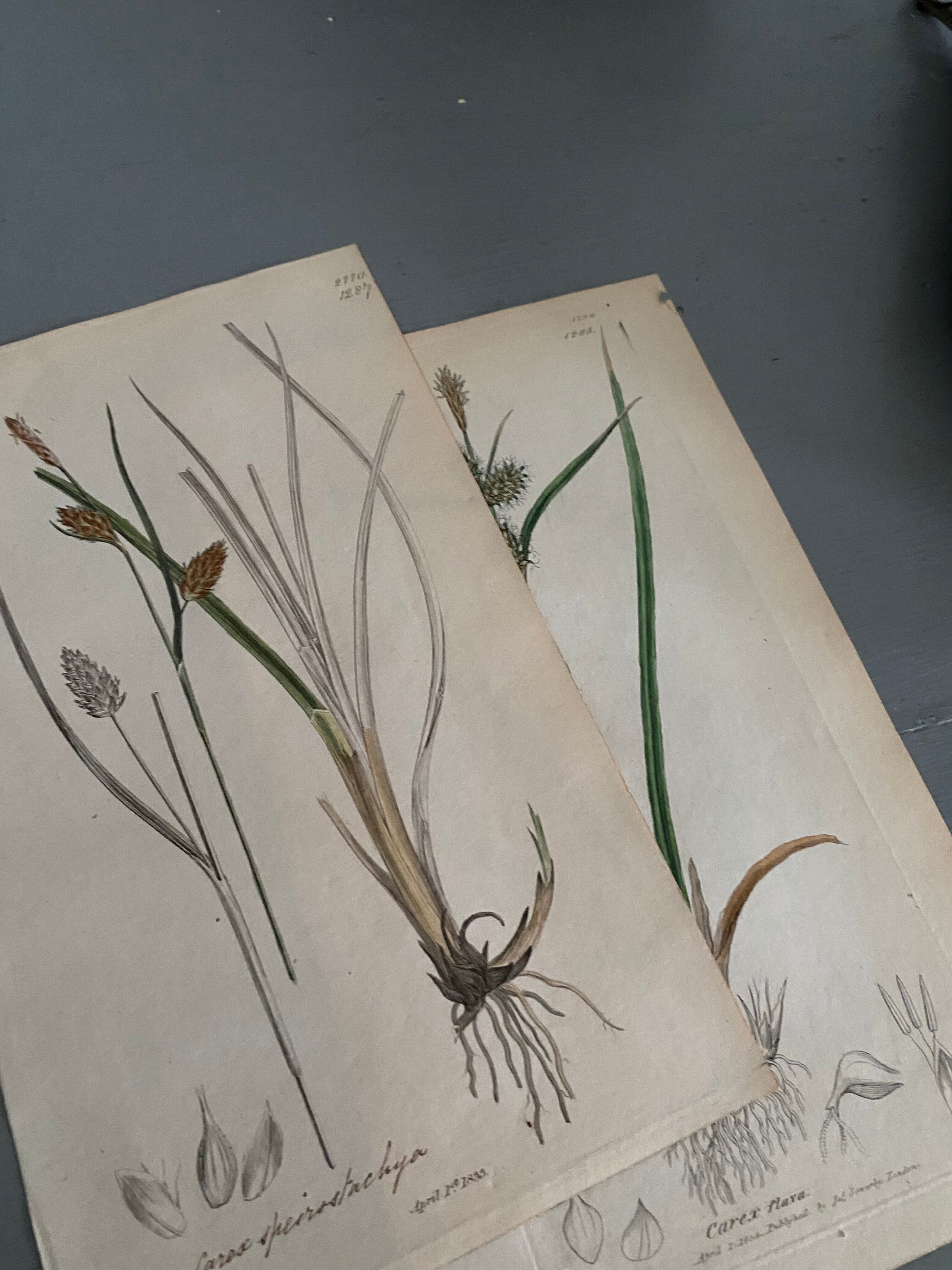 Trio of English Botanical Posters, 1809