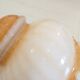 Pendant lampshade glass pendant lights retro old pink peach