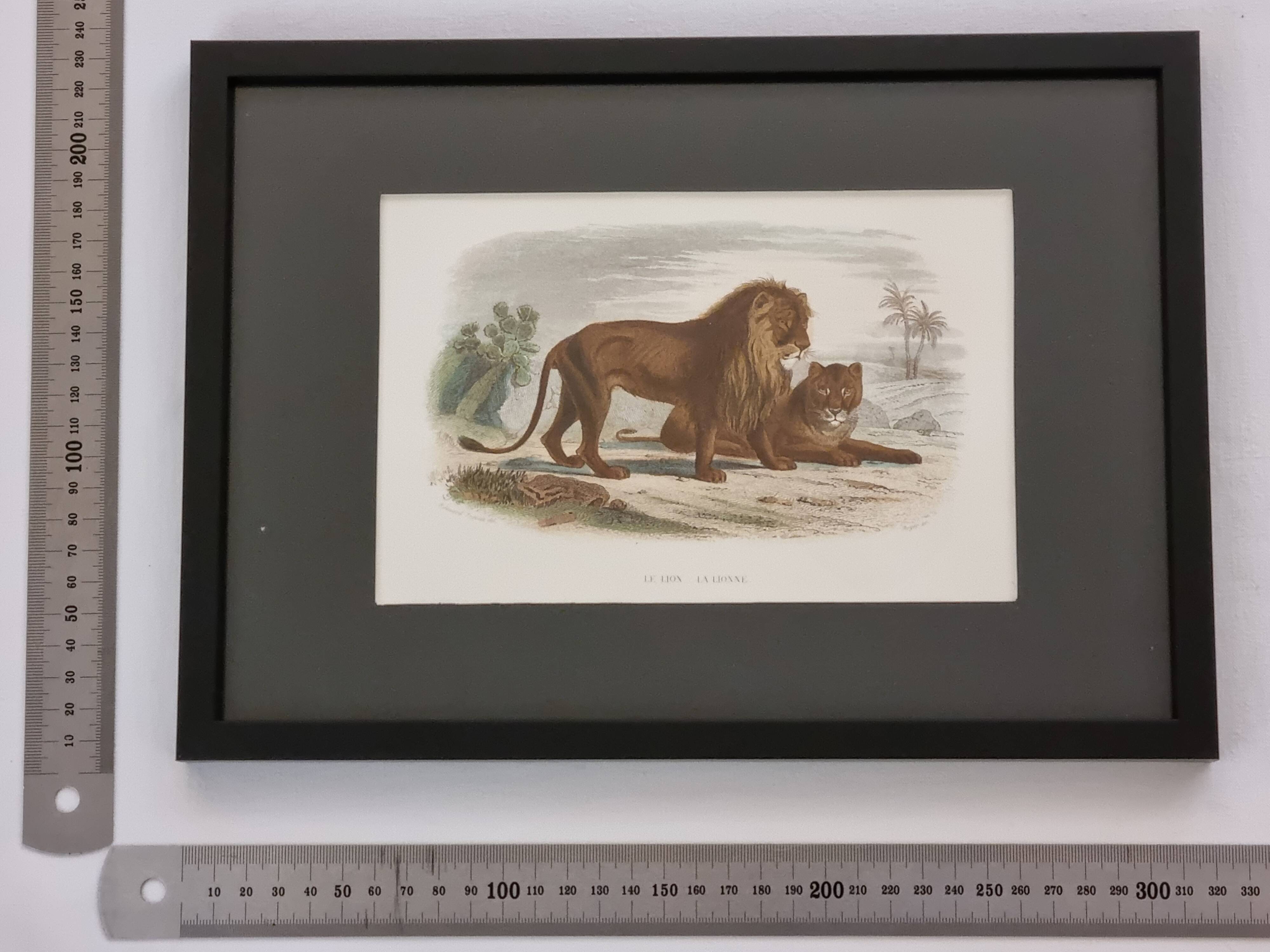 Framed vintage engraving – The Lion and the Lioness, after Buffon, 23 x 32 cm