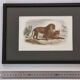 Framed vintage engraving – The Lion and the Lioness, after Buffon, 23 x 32 cm