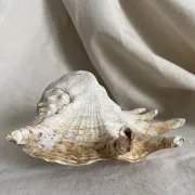 Grand coquillage Lambis à 7 doigts