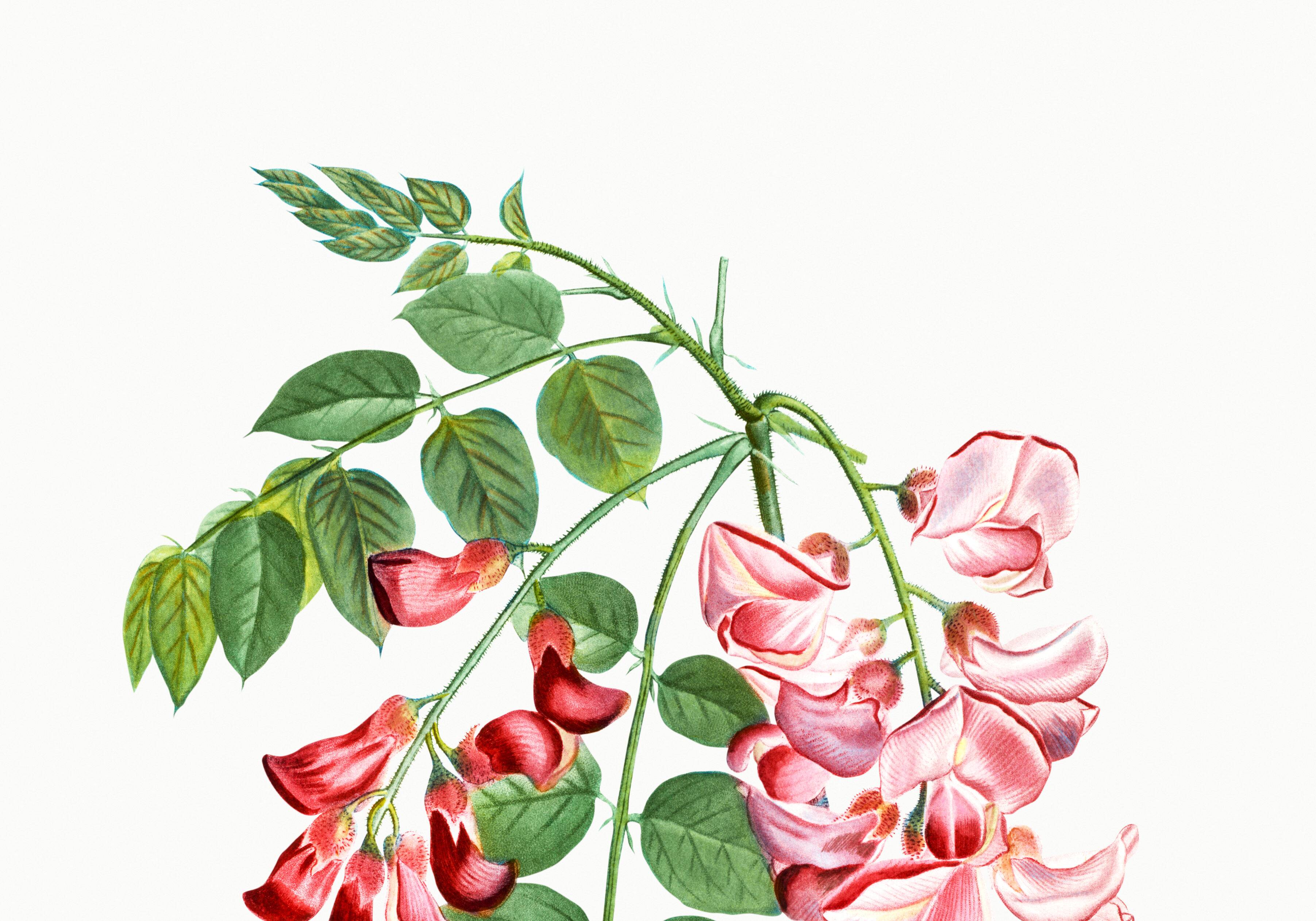 Botanical poster on Robinia rosea, after an old engraving from 1802