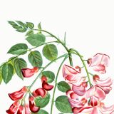 Botanical poster on Robinia rosea, after an old engraving from 1802