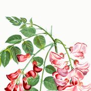 Affiche botanique sur Robinier rose, d’après une gravure ancienne de 1802