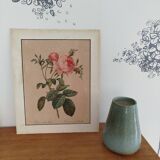 Lithograph Redouté rosa centifolia foliacea