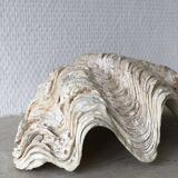 Clam shell