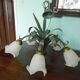 Five Pendant Lights with Frosted White Glass, 1970s