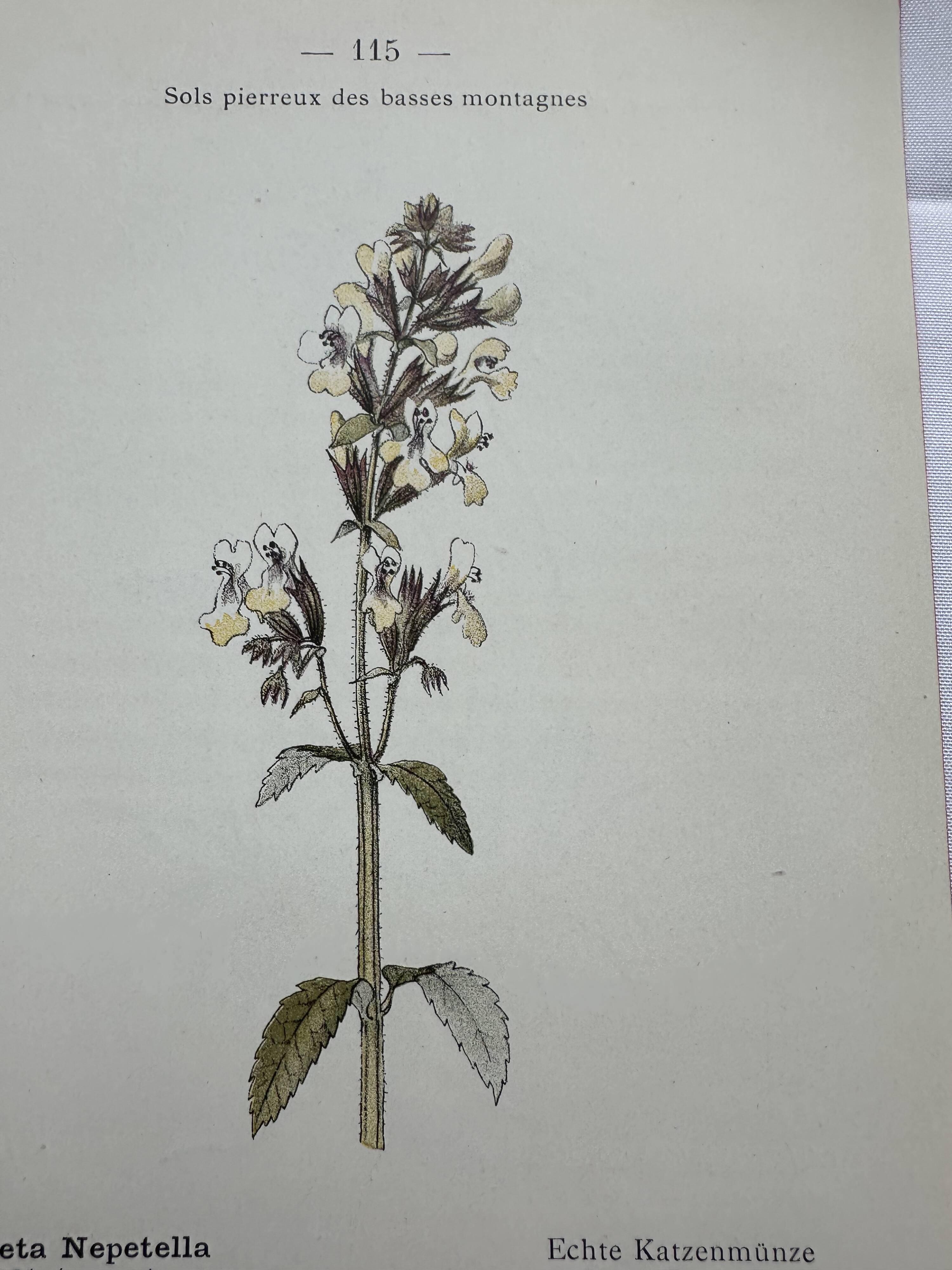 Gravure botanique planche naturaliste fleur France