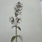Gravure botanique planche naturaliste fleur France