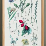 Poster on plants, after an engraving from 1881 (millet, ryegrass, cane, fescue)