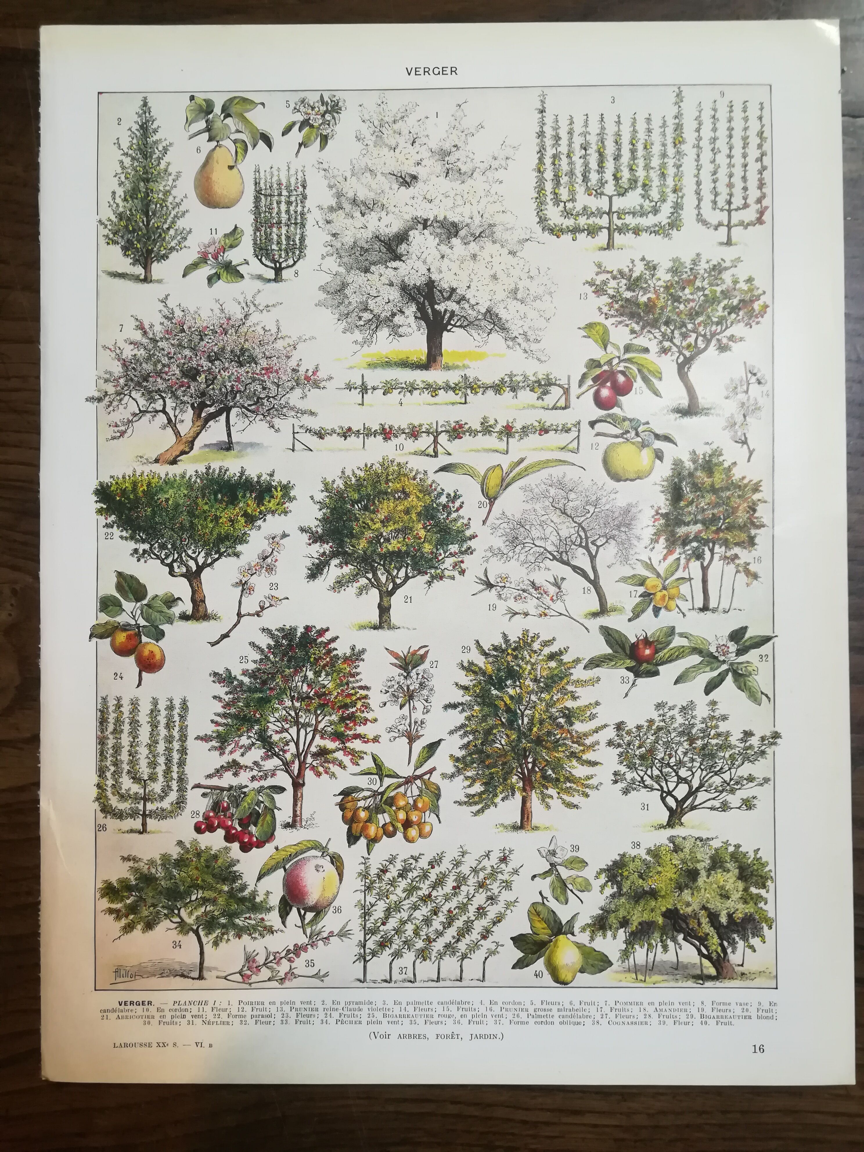 Lithographie sur les arbres fruitiers de 1928 "verger"