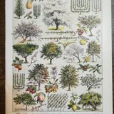 Lithographie sur les arbres fruitiers de 1928 "verger"