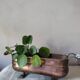 Copper planter