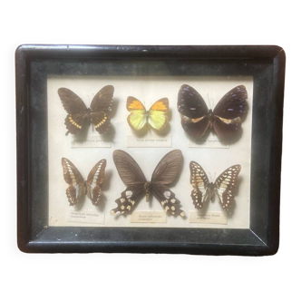 Boîte d’entomologie les papillons