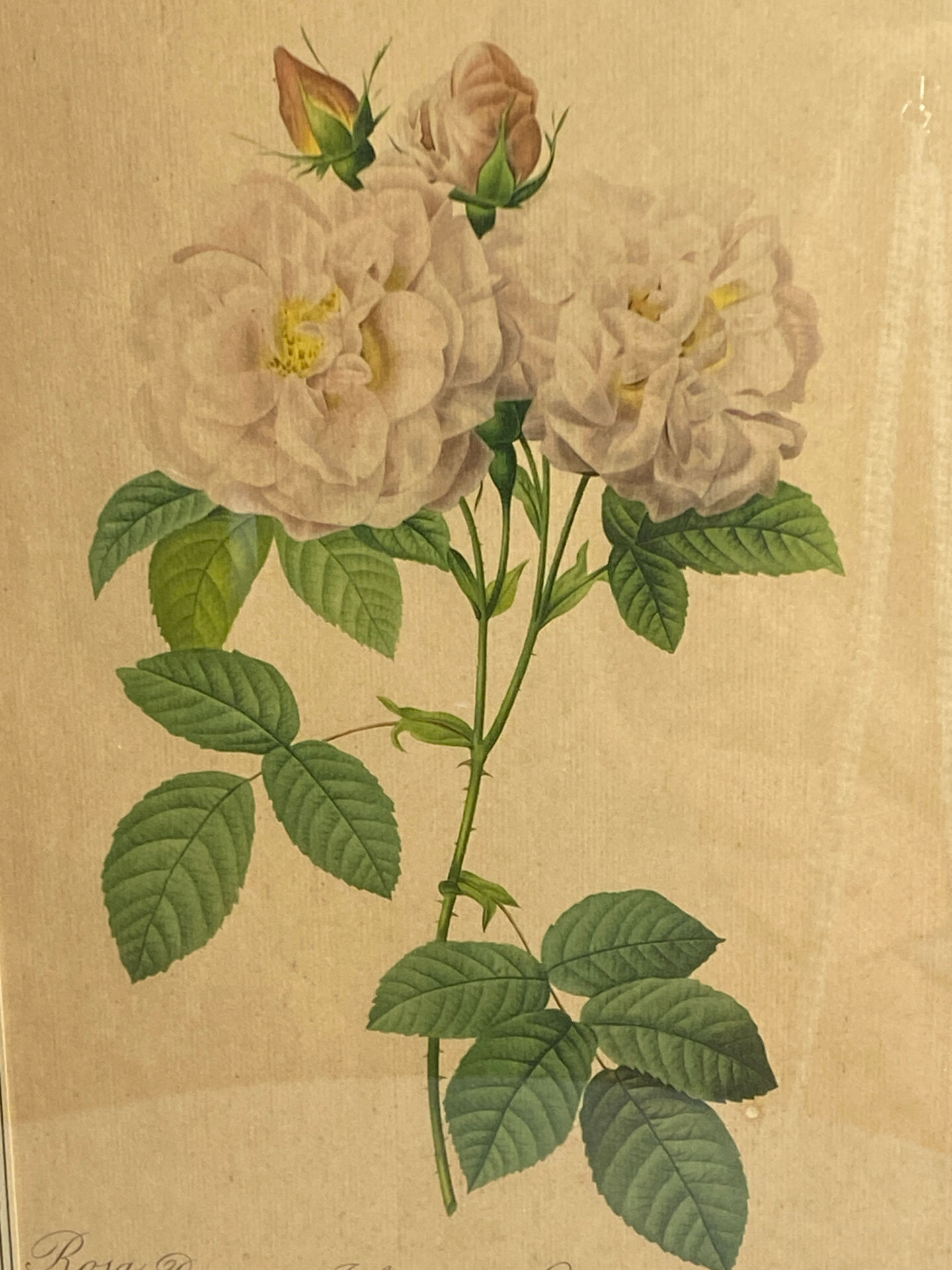 Botanical print, Rosa Damascena, by P-J Redouté