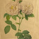 Botanical print, Rosa Damascena, by P-J Redouté