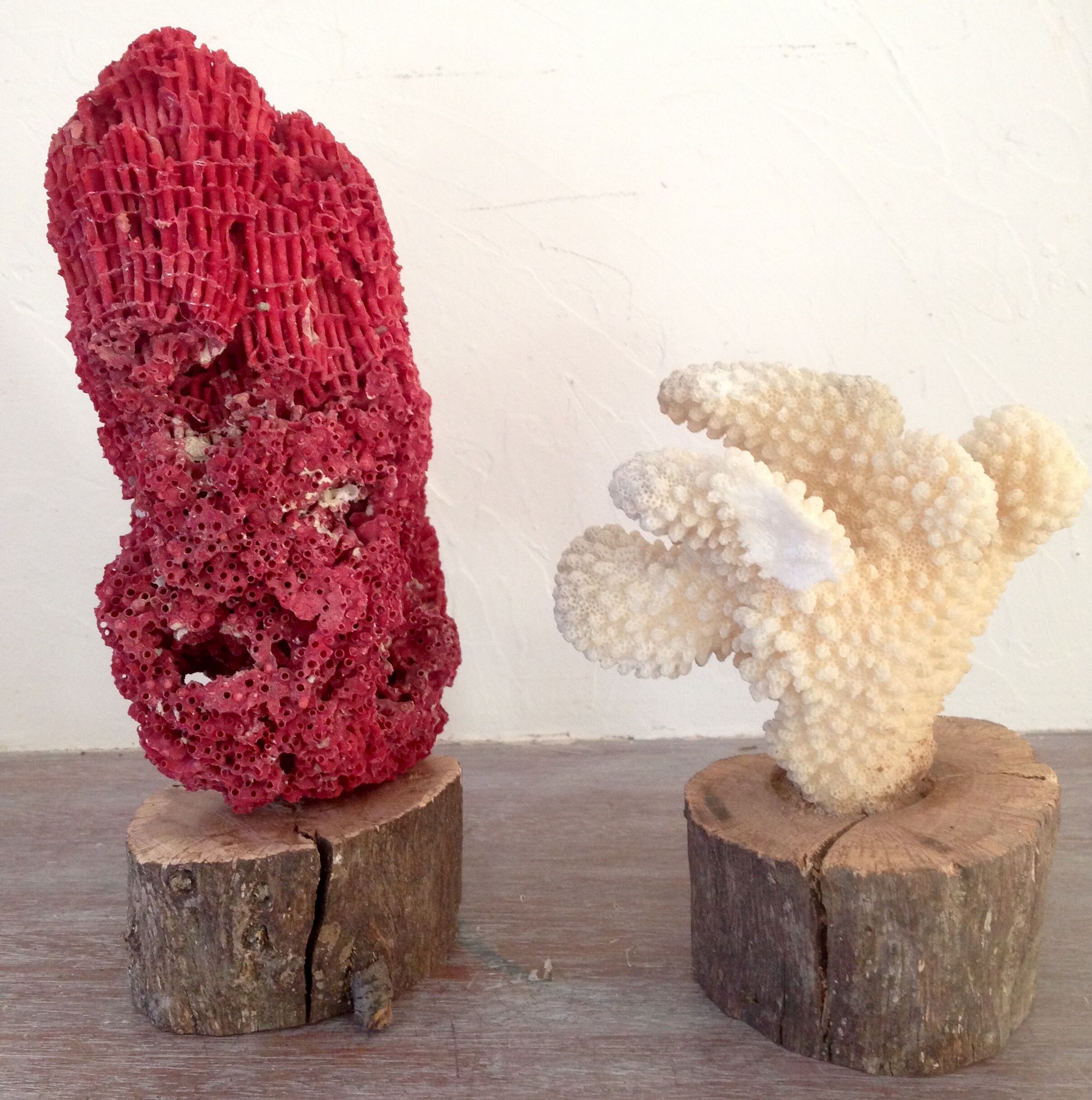 Coral vintage on wooden base