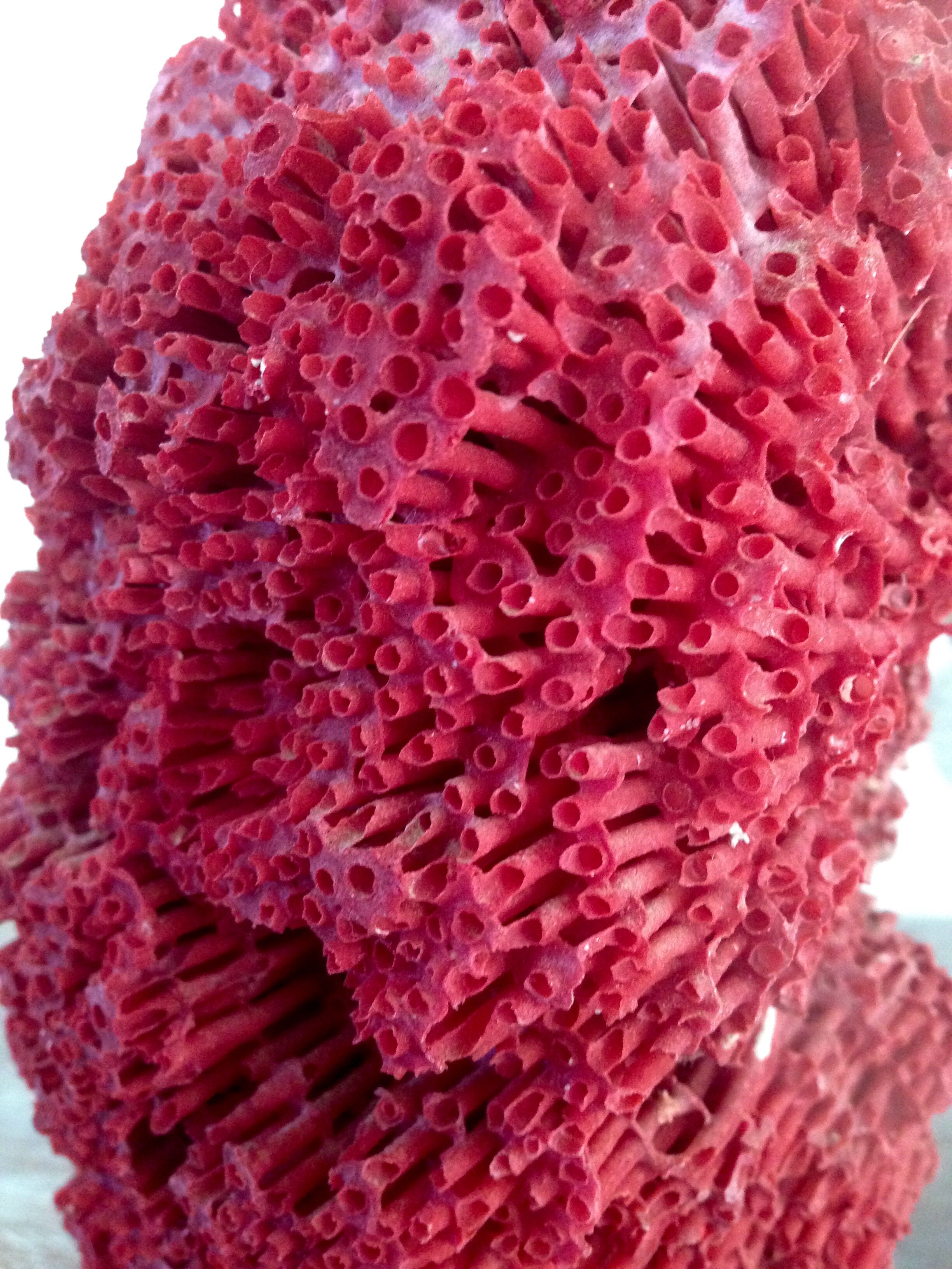 Coral vintage on wooden base