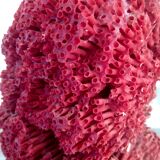 Coral vintage on wooden base