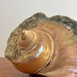 Pearly shell