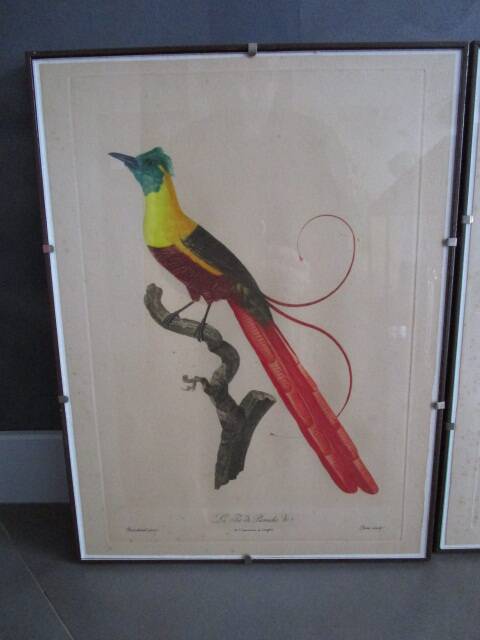 Pair of framed antique bird prints