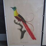 Paire de gravures d'oiseaux anciennes encadrées
