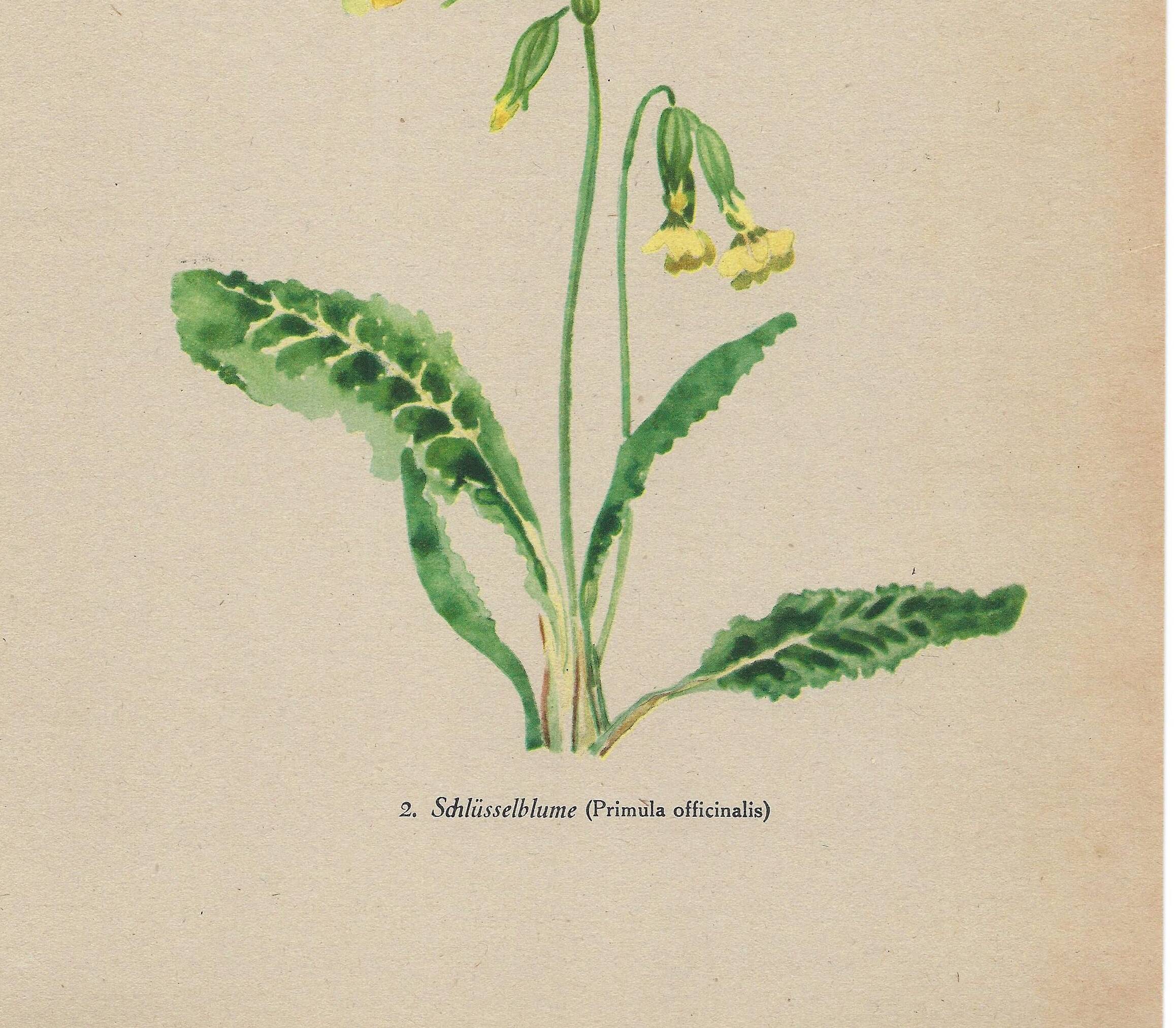 Antique illustration from 1948. Meadow flowers by Strache - Primrose