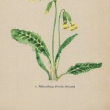 Antique illustration from 1948. Meadow flowers by Strache - Primrose