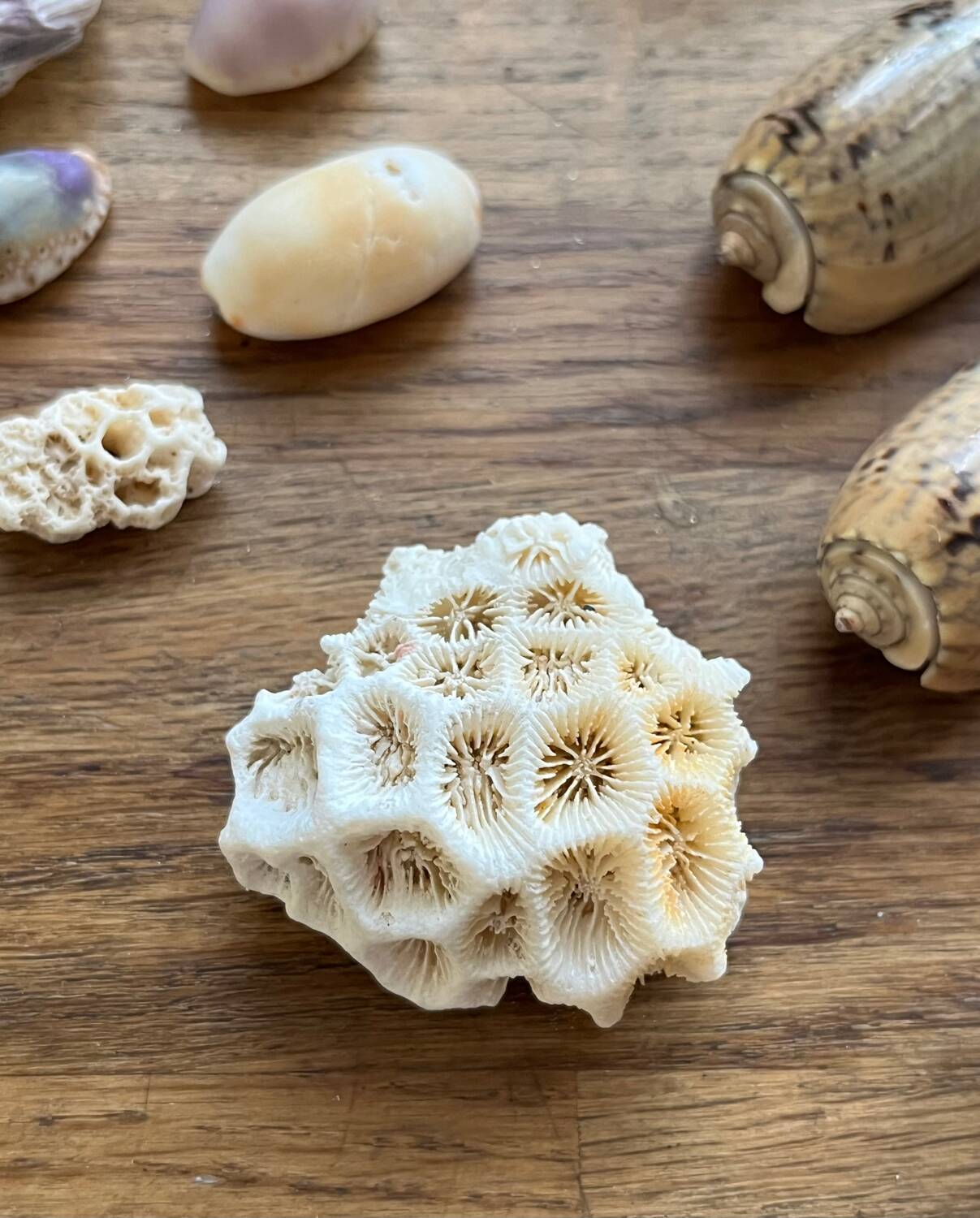 Set of natural shells and corals