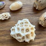Set of natural shells and corals
