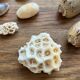 Set of natural shells and corals