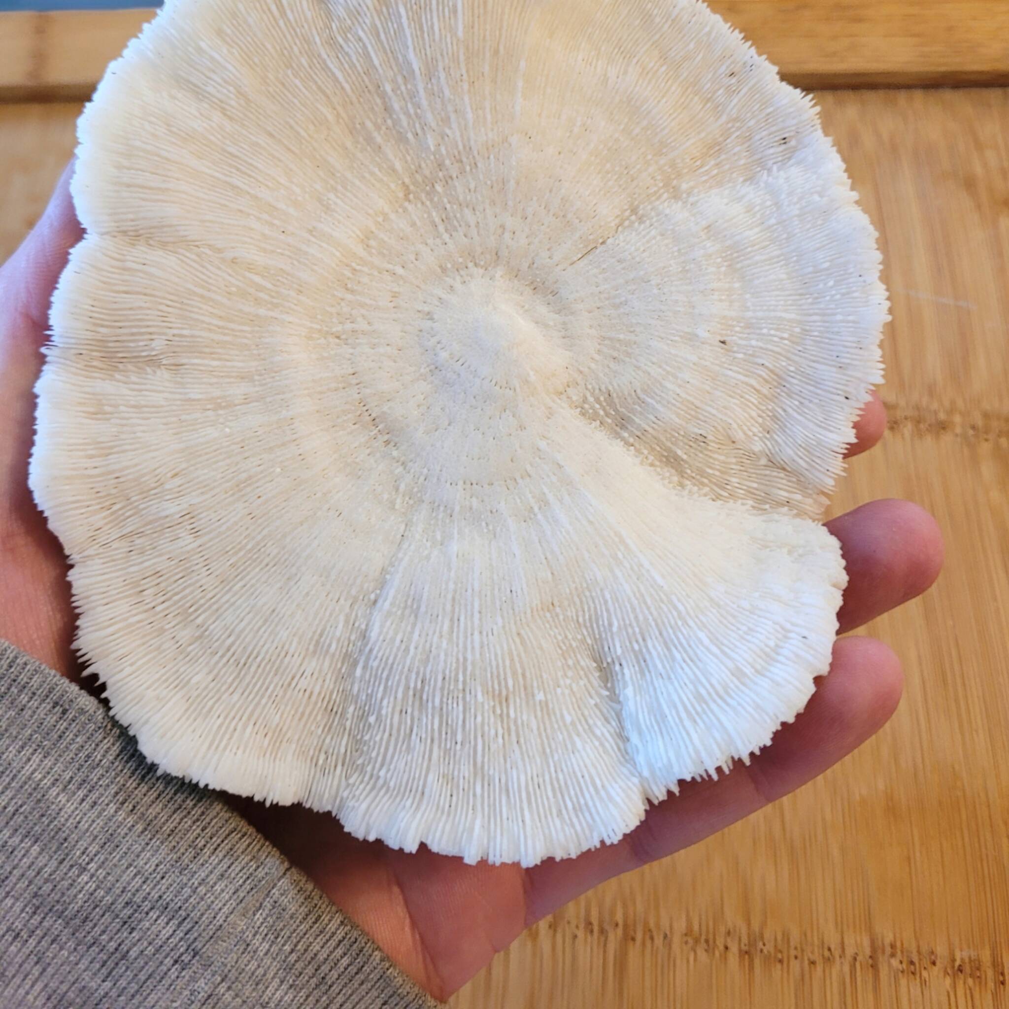 Ancient Coral Fungia or Shark Cushion 15cm